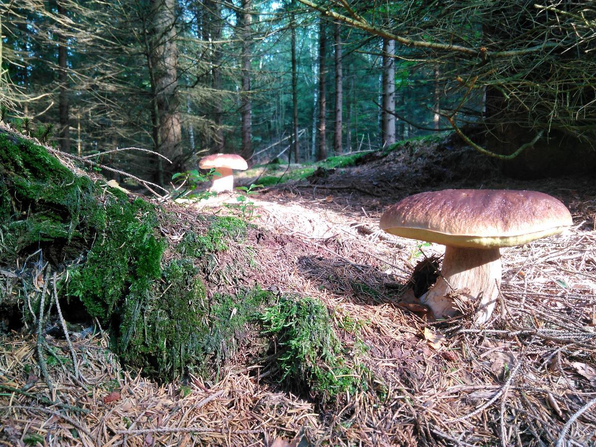 Kraeuterbaude 호텔 Saupsdorf 외부 사진